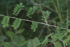 Ormocarpum cochinchinense